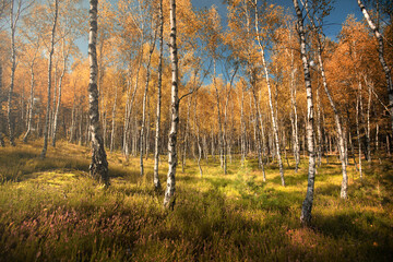 forest autumn © Sieku Photo