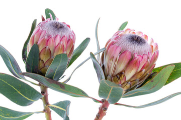 Two Protea flower on a white background isolated on transparent background - obrazy, fototapety, plakaty