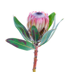 Protea flower on a white background isolated on transparent background