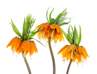 Three Imperial Crown (Fritillaria Imperialis) isolated on transparent background