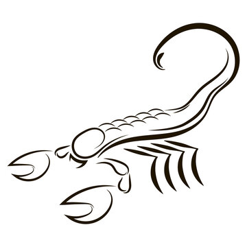 Scorpion illustration from horoscope isolated on white background. Poisonous Animal Icon.