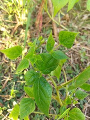green plants in the forest