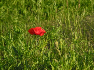 Mohn im Feld