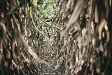corn