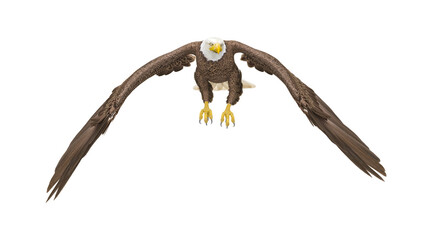 american bald eagle is flipping wings in white background front view