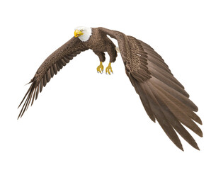 american bald eagle is flipping wings in white background side cool view