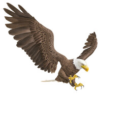 american bald eagle is hunting down in white background