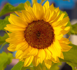 Obraz premium Sunflower