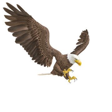 American Bald Eagle Is Hunting Down In White Background