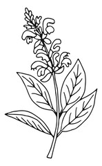 Medical herb sketch. Hand drawn blooming plant