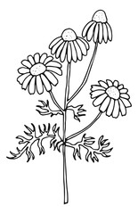 Chamomile herb. Botanical drawing. Medical plant sketch