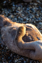 shells on the beach