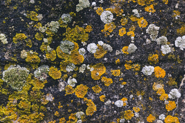 Lichens  jaune sur rocher