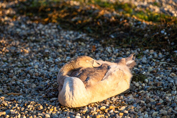 shells on the beach