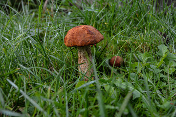 Group of Three Orange Birch Boletes in the Forest .