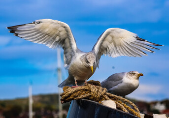 Seagull open wings in high resolution