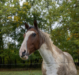 Fototapeta na wymiar portrait d'un cheval