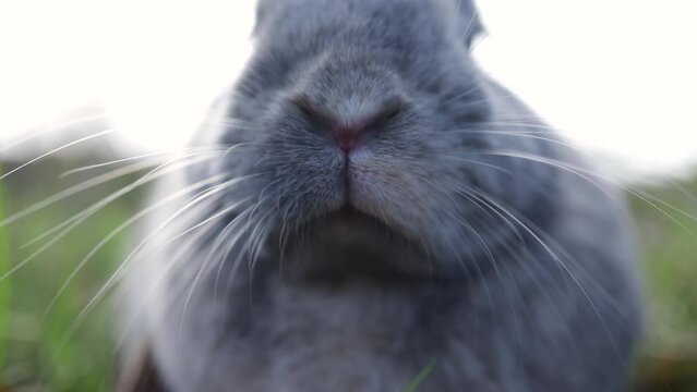 Rabbit Snout and whiskers close up. Macro shot of sniffing bunny nose.