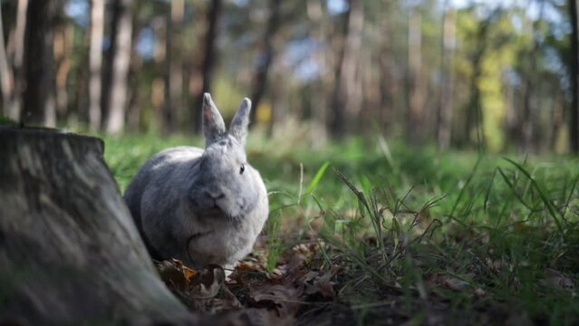 Adult grey Bunny Rabbit Sitting in autumn Forest, little rabbit in front of a rabbit hole. 