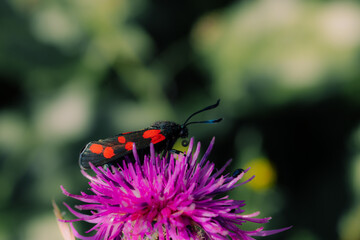 Insecte noir et rouge sur fleur mauve