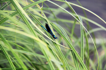 une demoiselle bleue