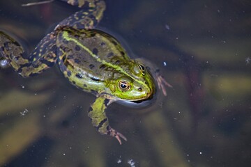 A green frog sitting in a pond