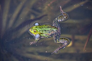 A green frog sitting in a pond