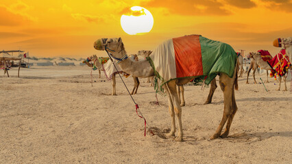 Camels with traditional dress