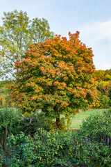 Naklejka premium Maple tree with colorful autumn foliage