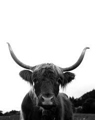 Black and White portrait of a cow with long horns