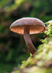 Mushrooms in morning light on a Green Moss in the Forest of October