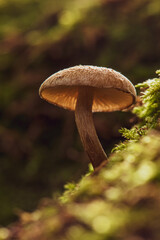 Mushrooms in morning light on a Green Moss in the Forest of October