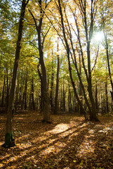 Obraz premium Autumn forest in day light. Forestry, ecology, natural environment. Mindful and sustainable travel. International day of forests