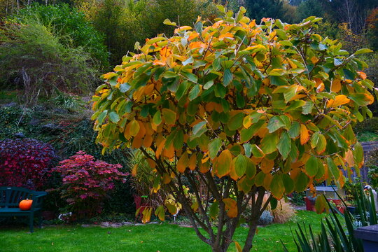 Zaubernuss im Herbst