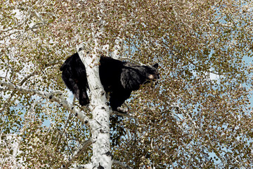 Black bear resting on top of a tree in 
Downtown Aspen, Colorado