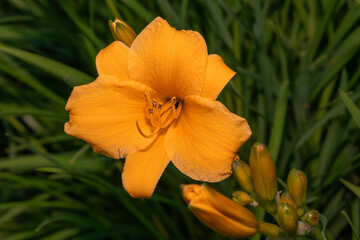 Liliowiec (Day lily, Hemerocallis)