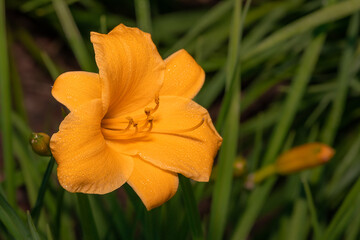 Liliowiec (Day lily, Hemerocallis)