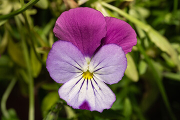Fiołek trójbarwny (Wild pansy, Viola tricolor) - obrazy, fototapety, plakaty