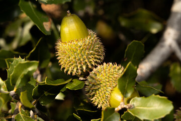 oak leaves with acorns
