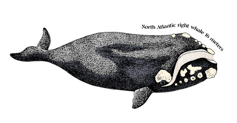 Hand drawn North Atlantic right whale © Marina Gorskaya