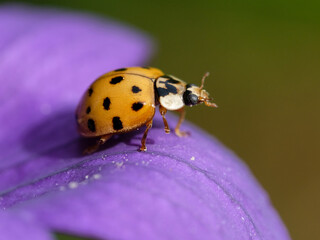 Macro photography of a beetle: focus on the beetle with blurred background. Taken in summer on a flower field in sunshine.