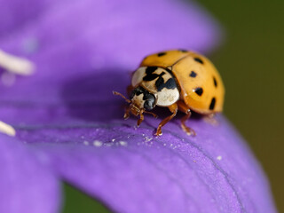 Macro photography of a beetle: focus on the beetle with blurred background. Taken in summer on a flower field in sunshine.