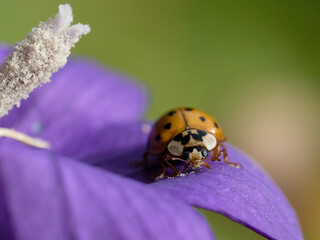 Macro photography of a beetle: focus on the beetle with blurred background. Taken in summer on a flower field in sunshine.