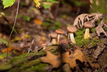 Fotobehang Beech mushrooms are edible, grow on a fallen tree overgrown with green moss, beautiful autumn background - mushrooms, yellow leaves, old tree. Shimeji mushrooms © Мар'ян Філь