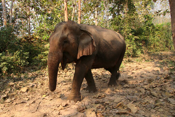 Fototapeta na wymiar Lao Elephant
