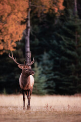 A bull elk standing in a field in front of a forest in which some trees are starting to turn color in the fall