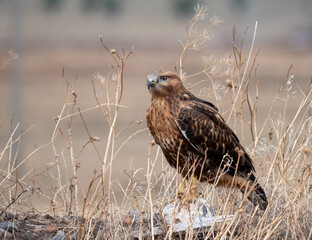 Der Mäusebussard (Buteo buteo)