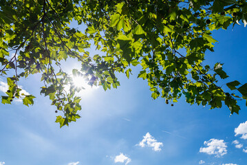 Fresh green trees and blue sky and clouds