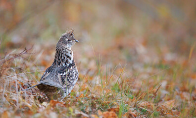 A ruffed grouse in the fallen leaves at the edge of a field
