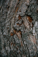bark of a tree